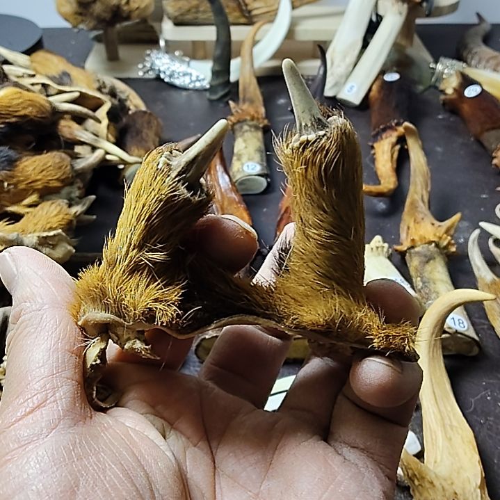 鹿缘坊直播间选货