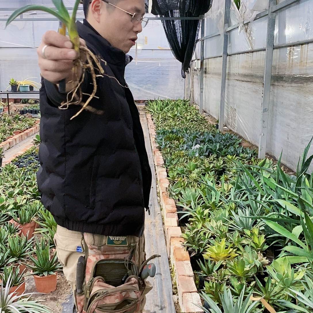 蓝肌八荒殿侧芽一颗