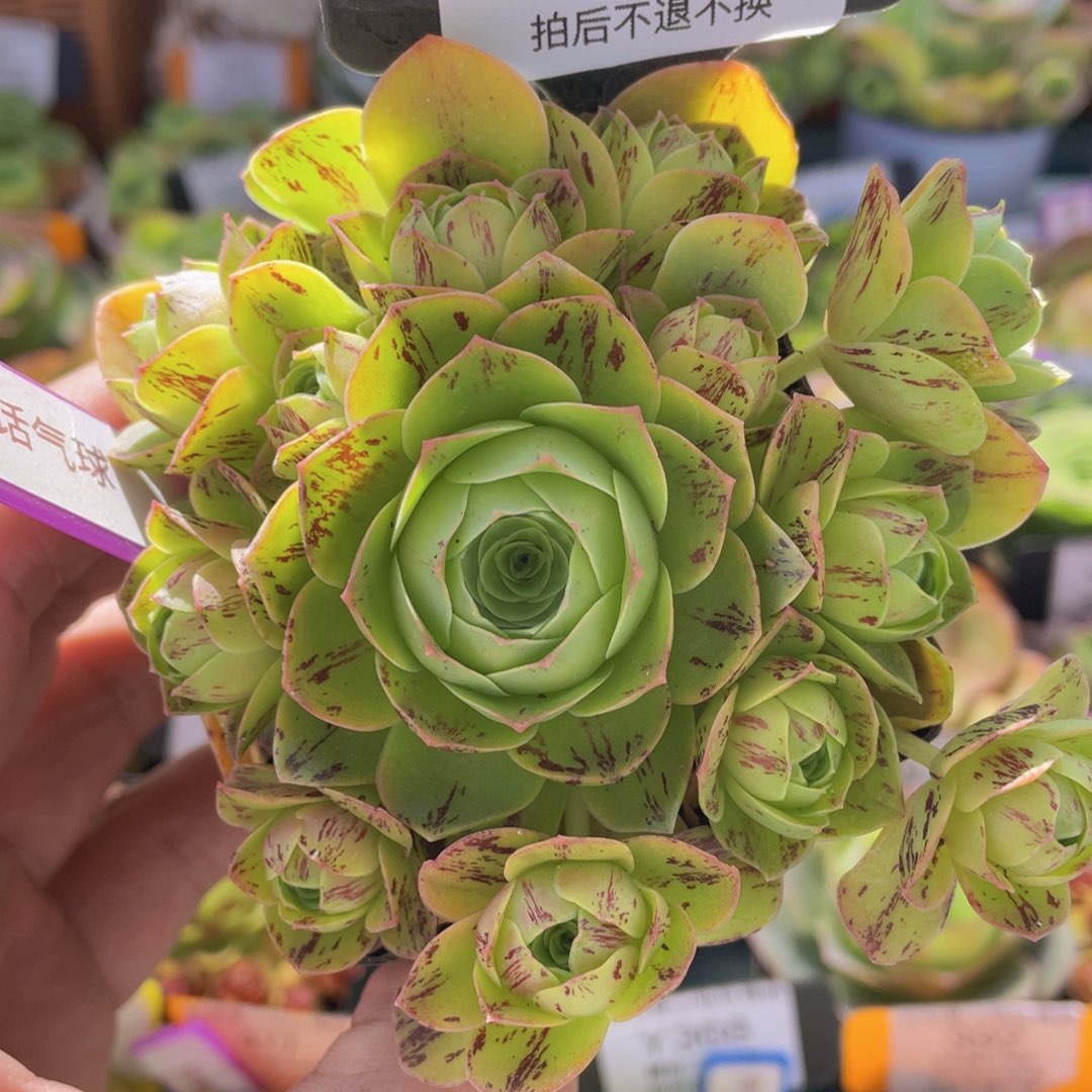 童话气球福利360一物一拍