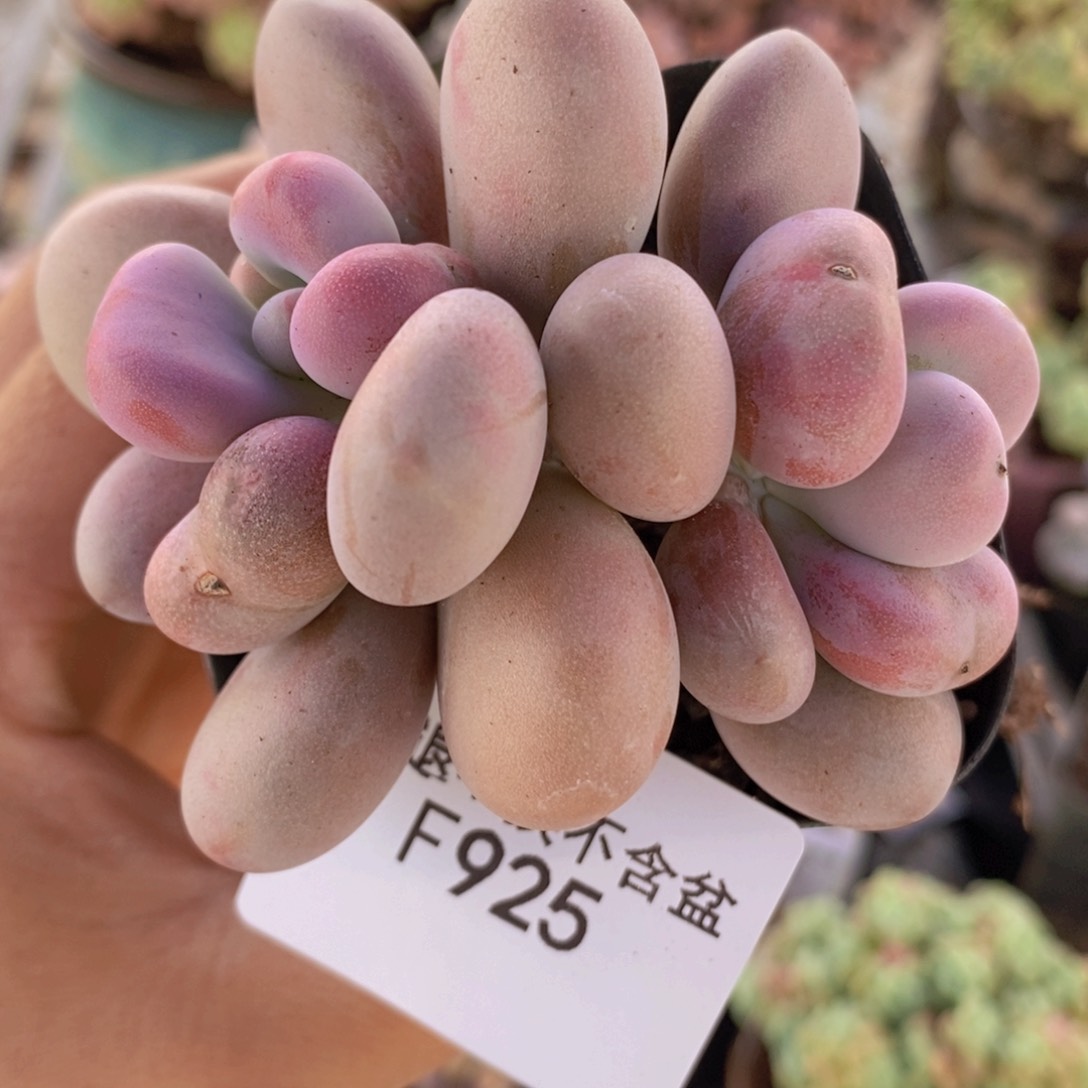 桃蛋6cm925多肉植物