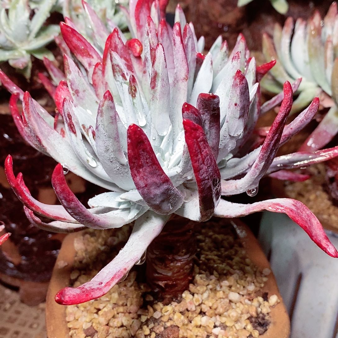 【闪购商品】哈哈哈哈初霜苹果叶多肉1617