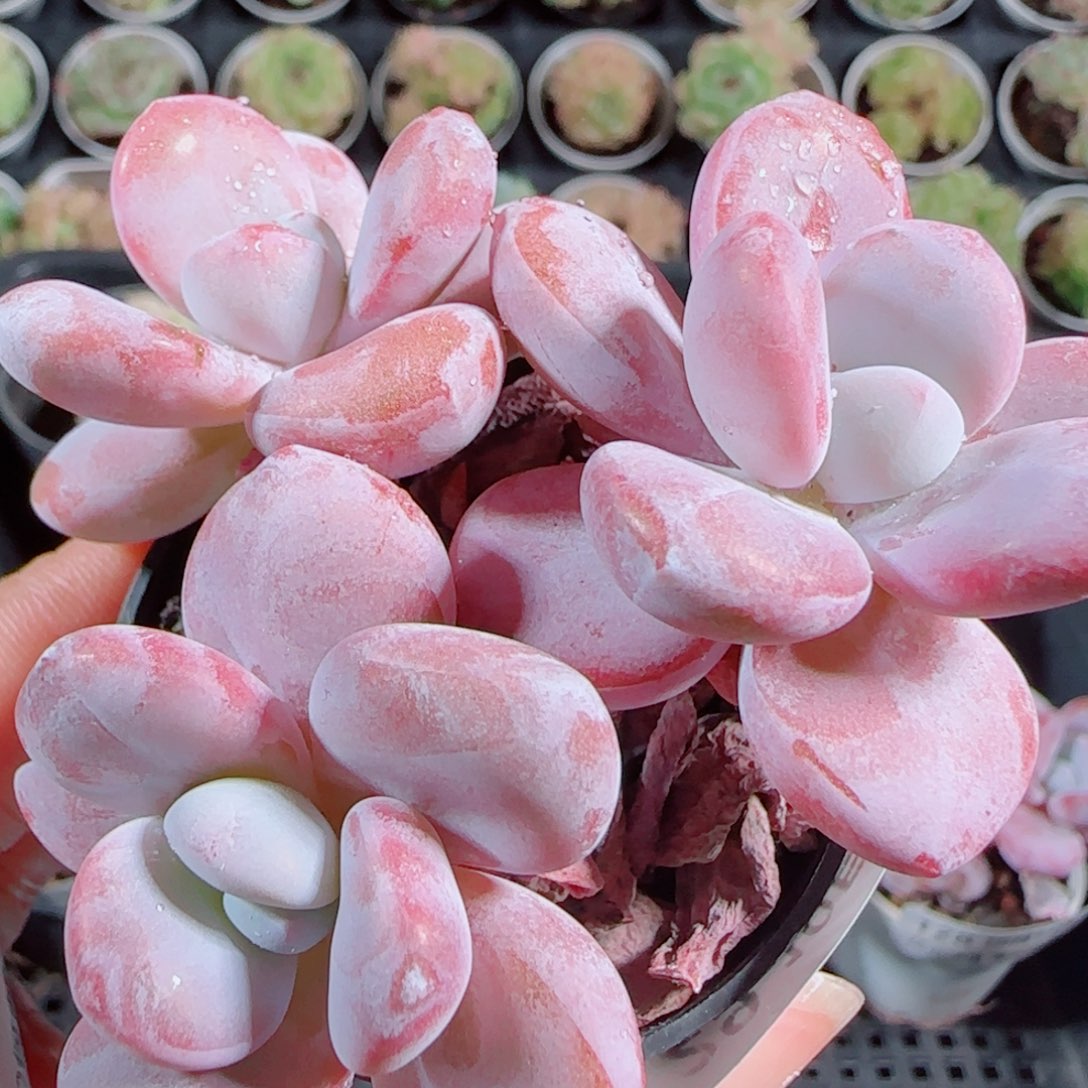 花语逸镜1014-129奶球