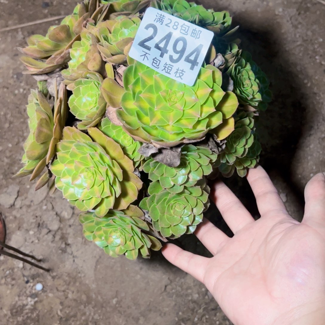 抹茶多肉植物法师2494