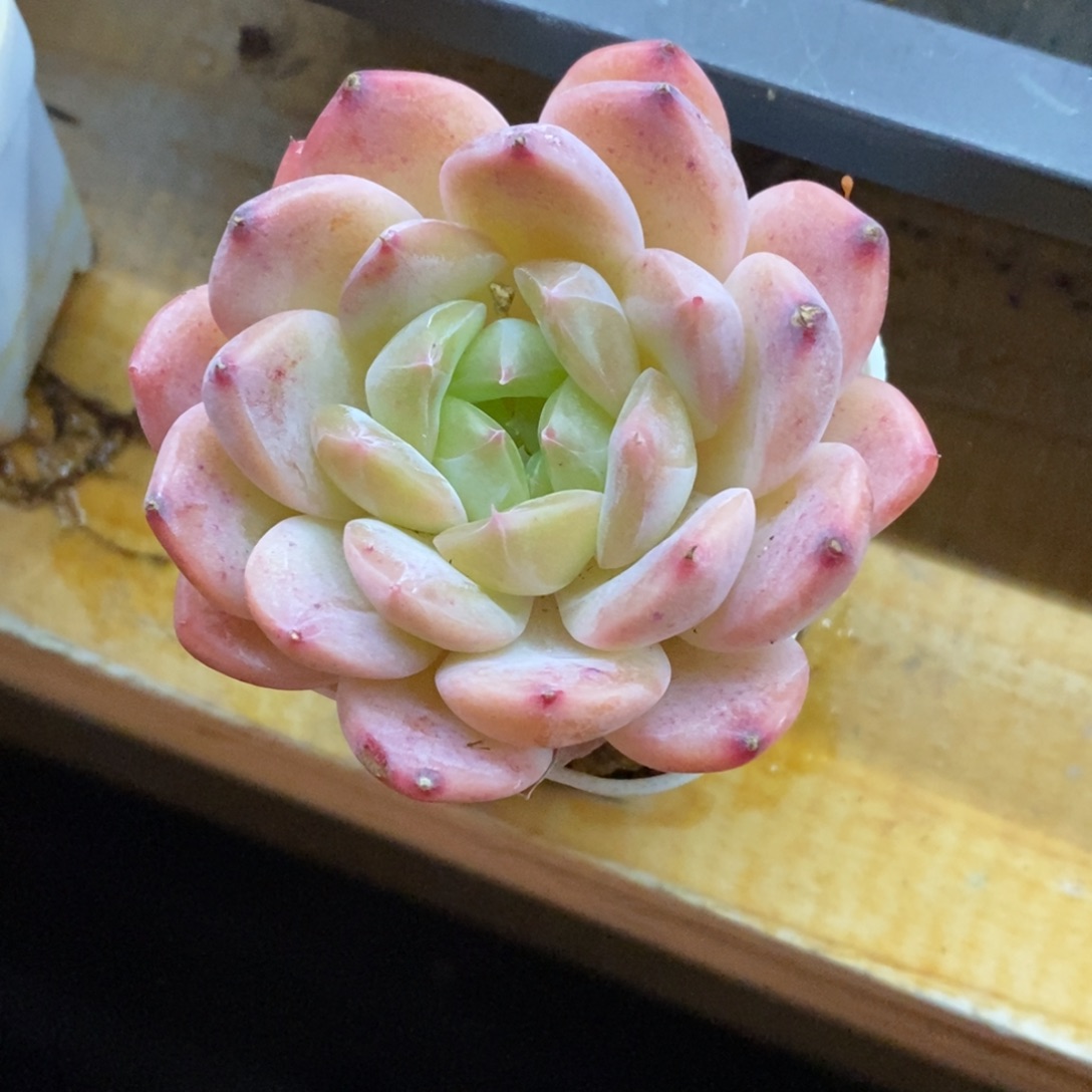 精品多肉一物一拍不包整136