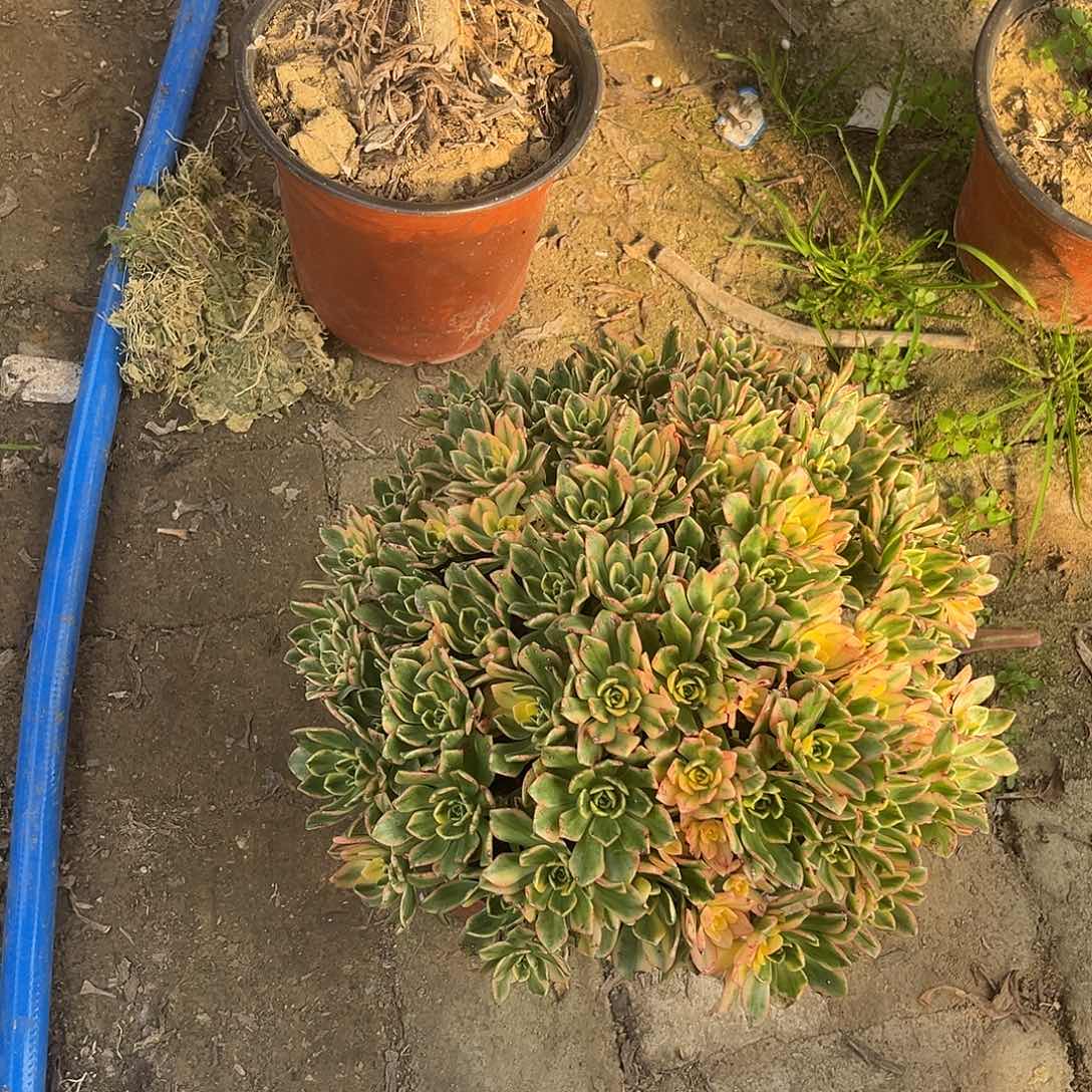 5甜茶法师多肉植物