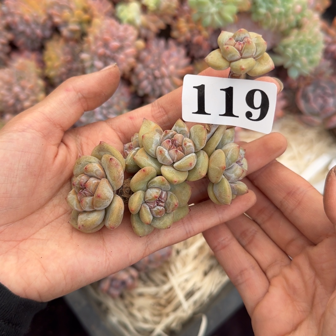 星影6头一物一拍无根119