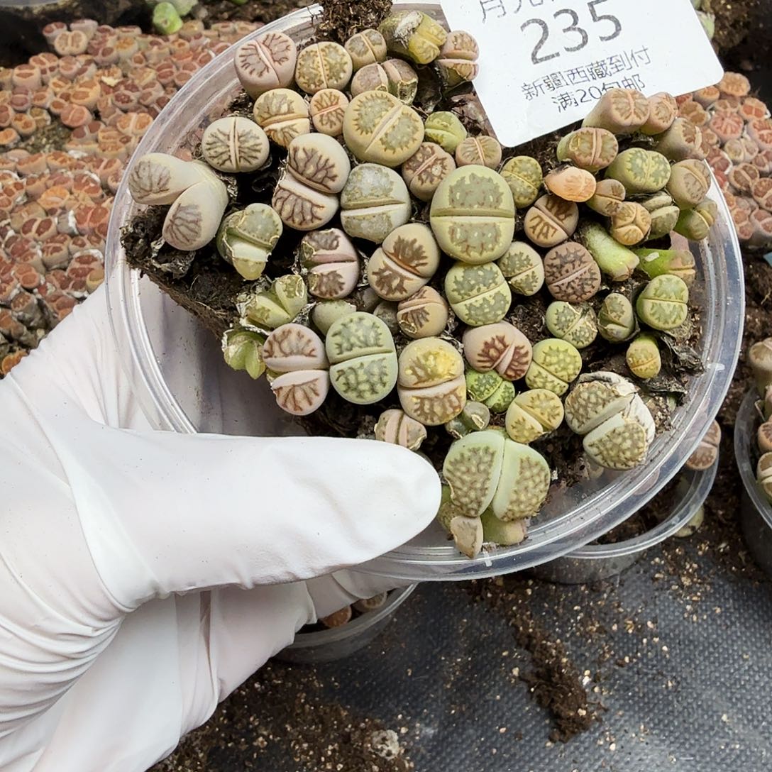 不过他不可能一直保持235你