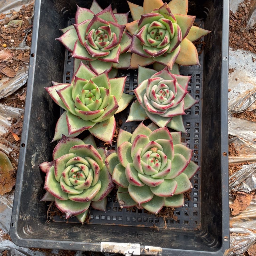 无花朵若如东云组拍E237