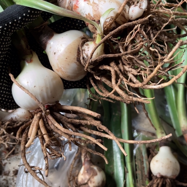 钢***朱黑凤蝶4厘米带侧三颗