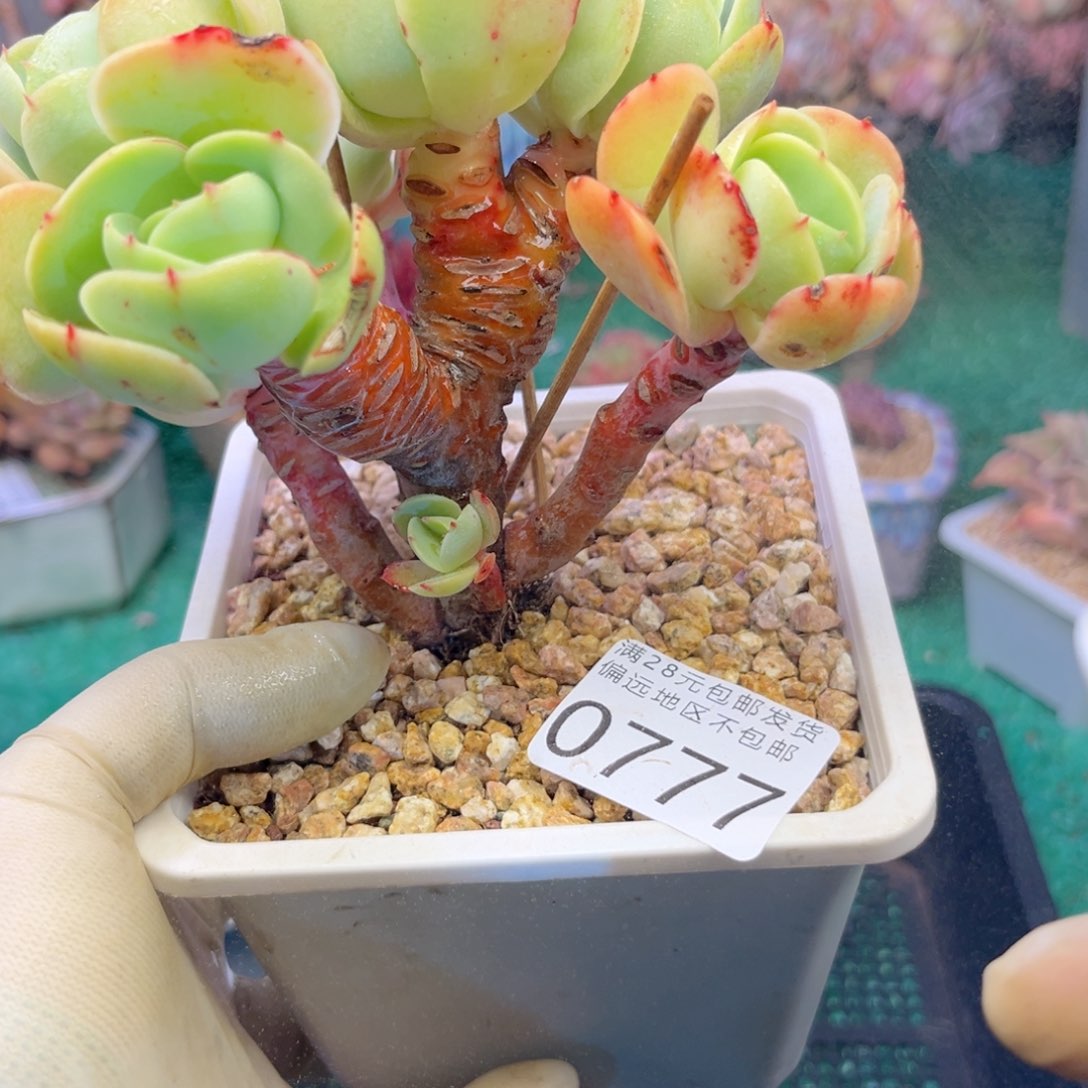 大0777/？d h zh x h vb b