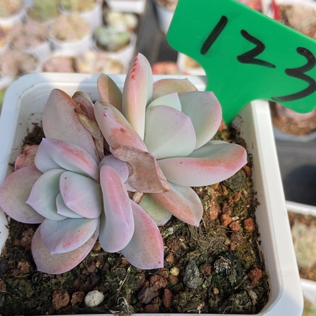 123奶茶多肉植物保护