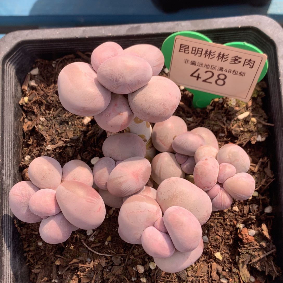 烟美人老桩无砍428