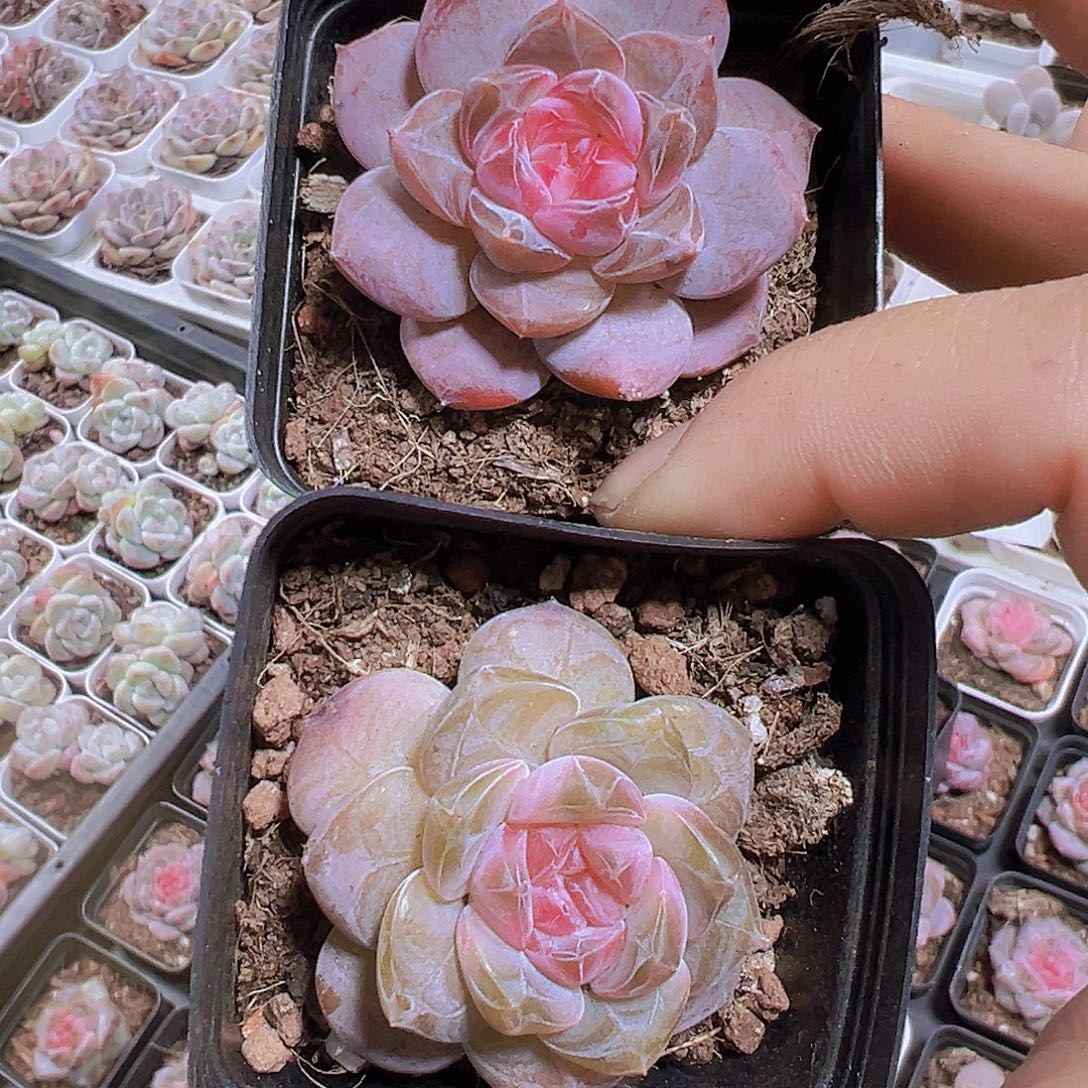 钻石冰魄一粉一绿2盆19包邮