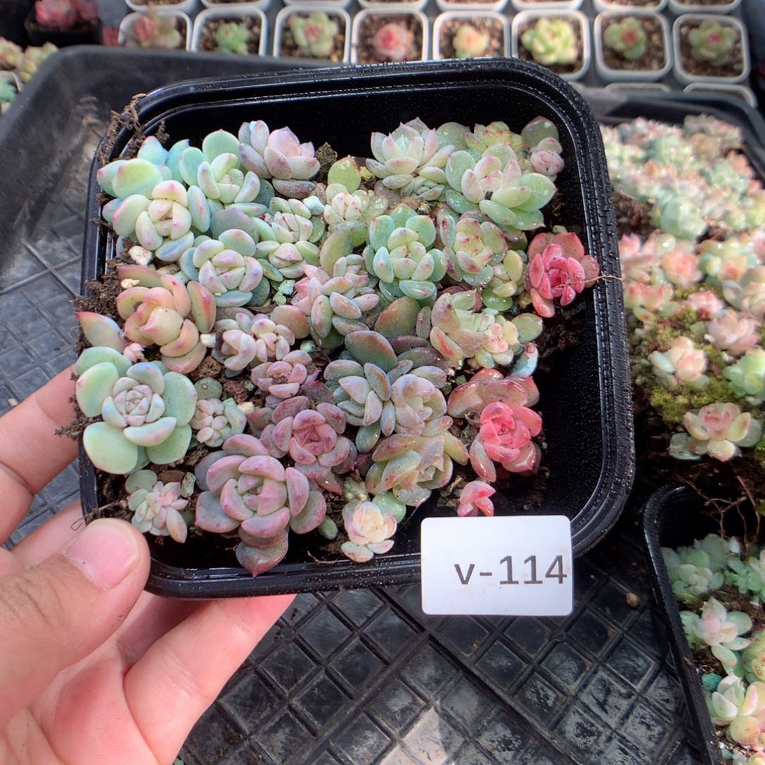 无花朵V114英语英语