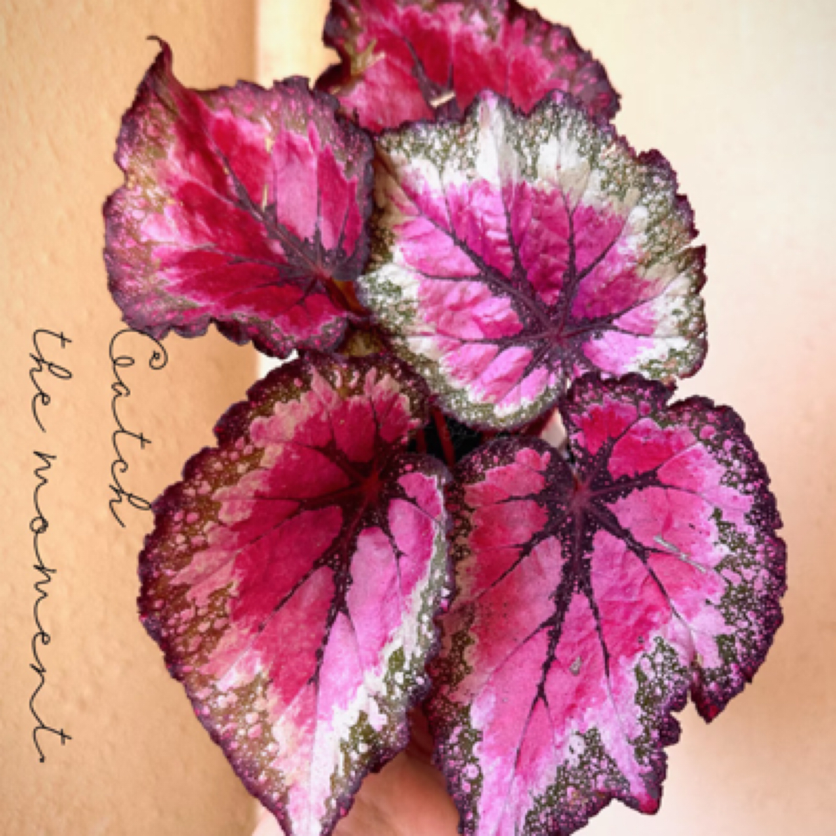 耶诞嘉年华，圣诞天秤座秋海棠室内高档绿植盆栽