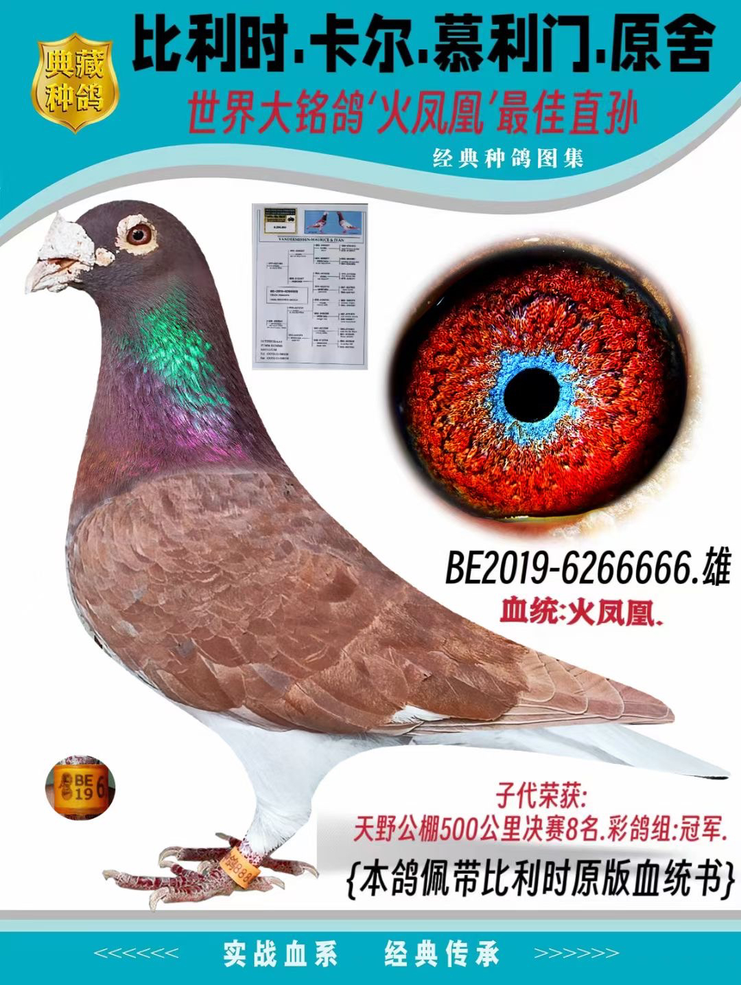 麒麟花信鸽足环用品