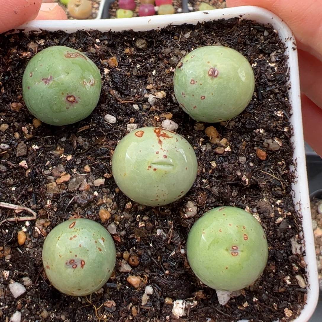 2.3好看的多肉a242