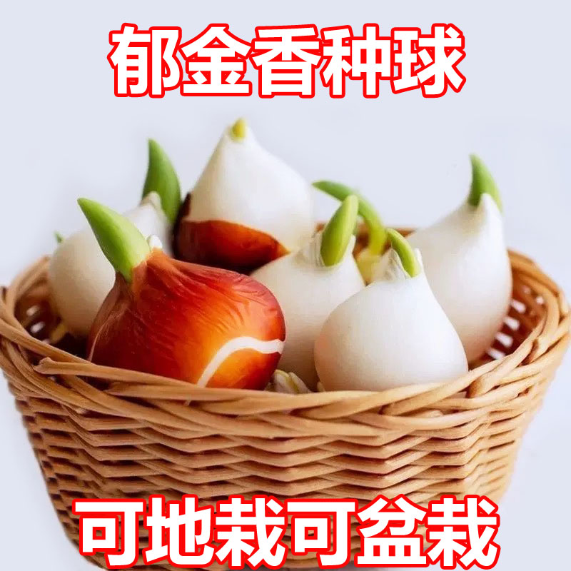 荷兰进口郁金香种球耐寒水培土培懒人花卉盆栽地栽重瓣球根郁金香