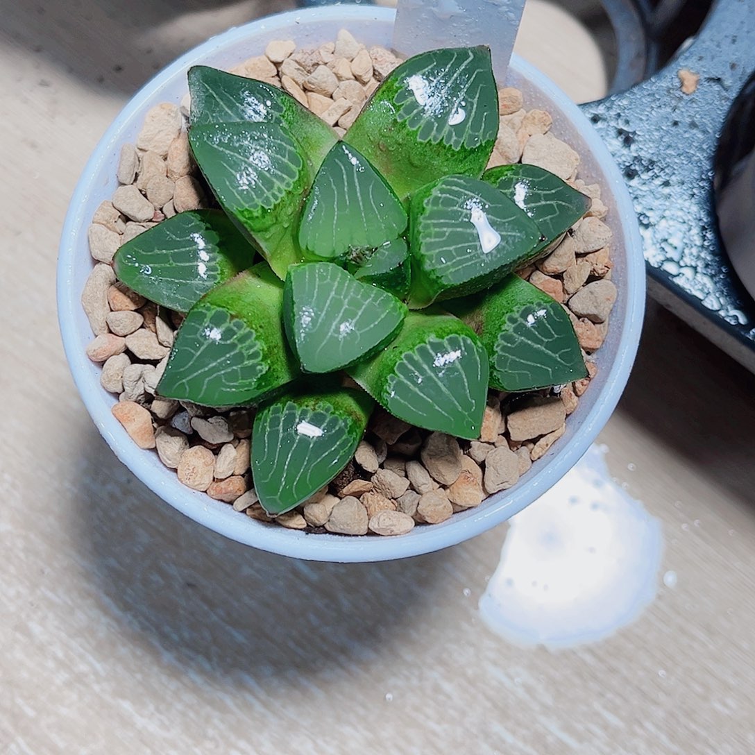 森之魅惑新手福利