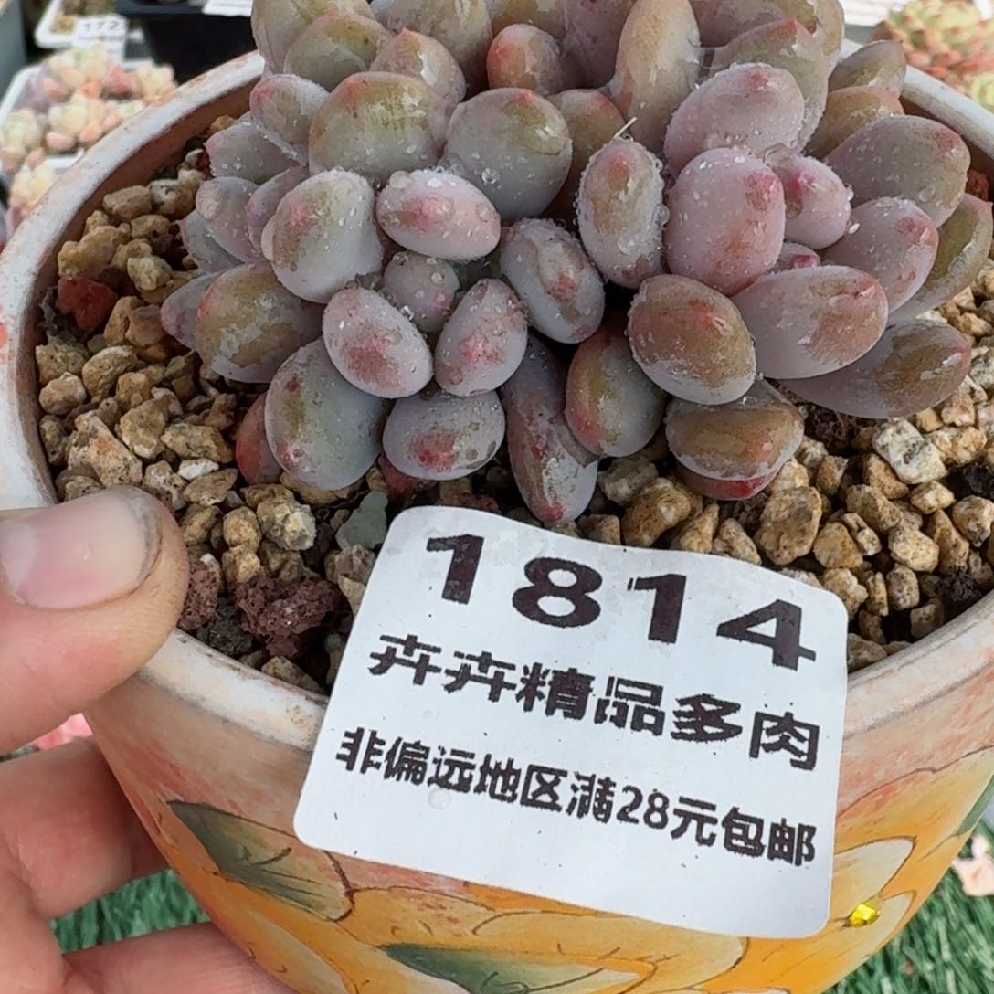 1814 卉卉精品多肉 非偏远地区满28元包邮