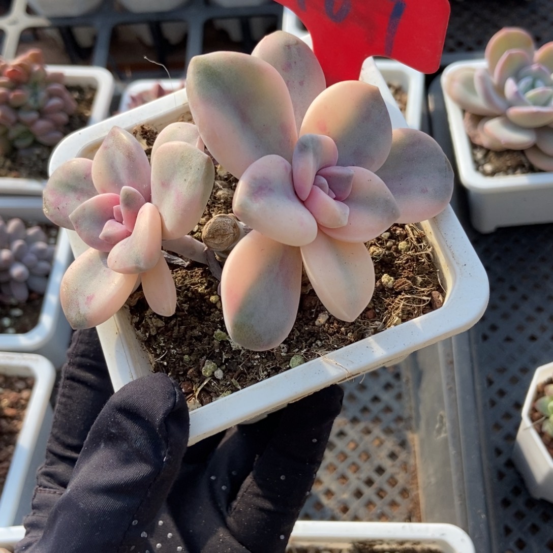 967紫乐锦多肉植物