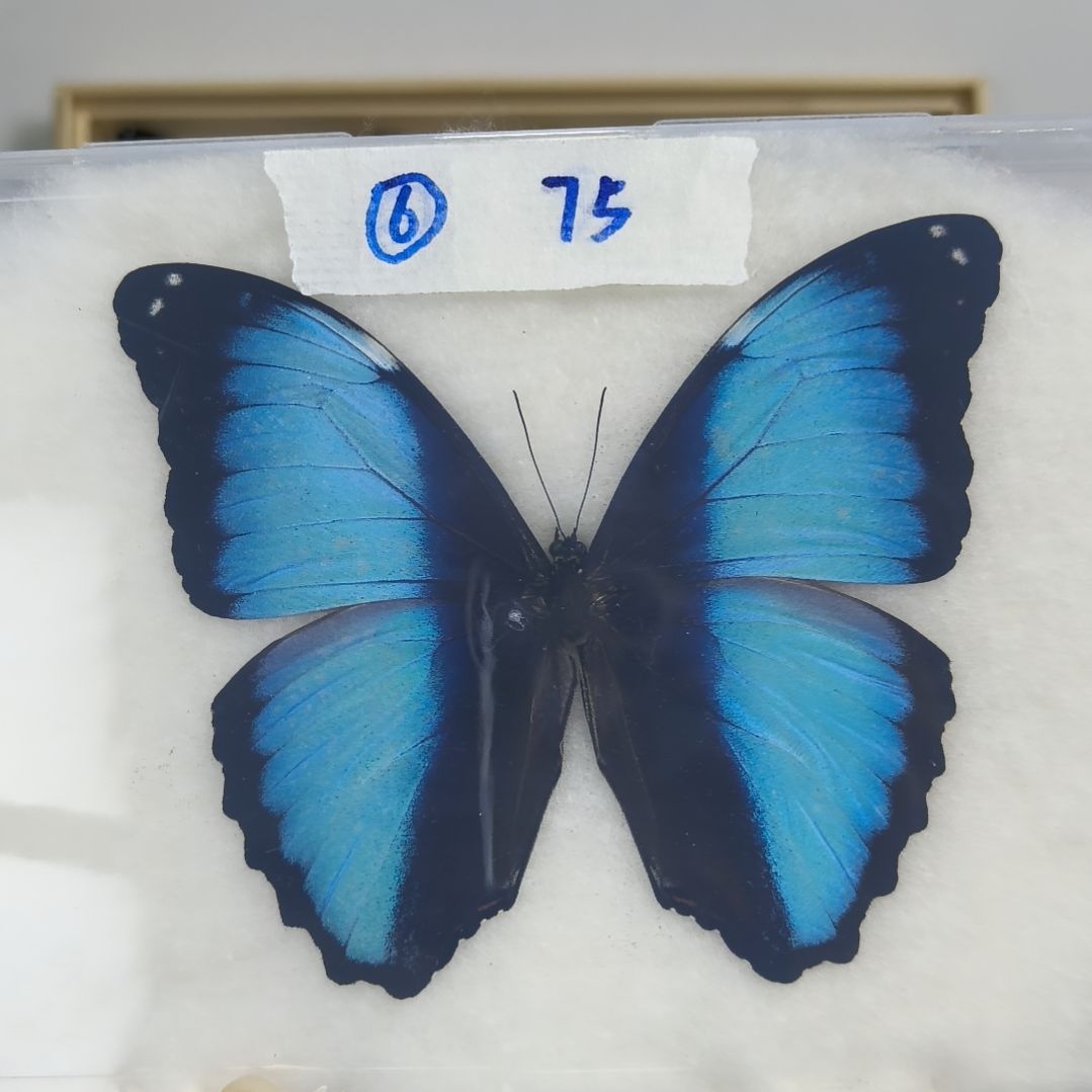 真蝴蝶标本一物一拍