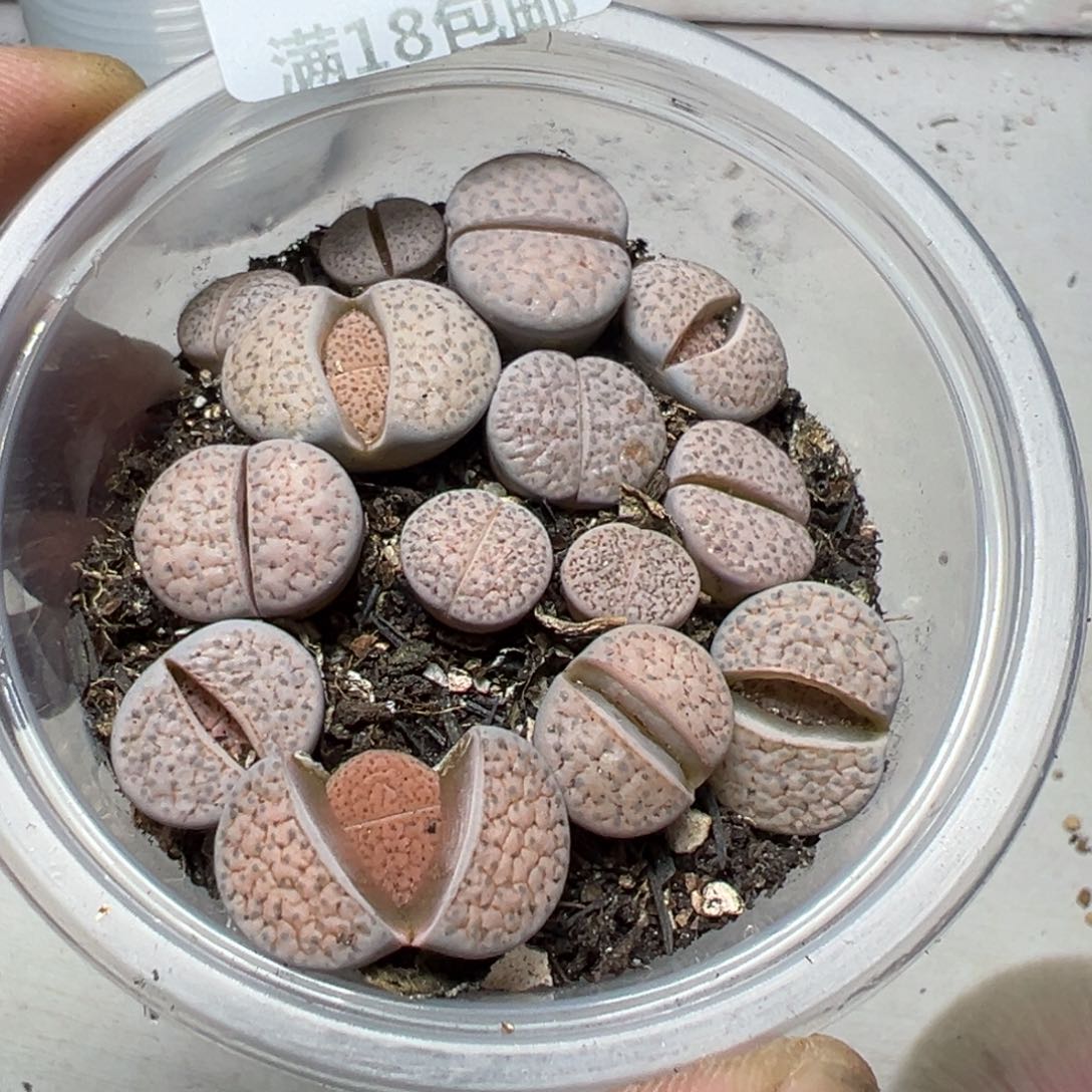 【闪购商品】 265。    