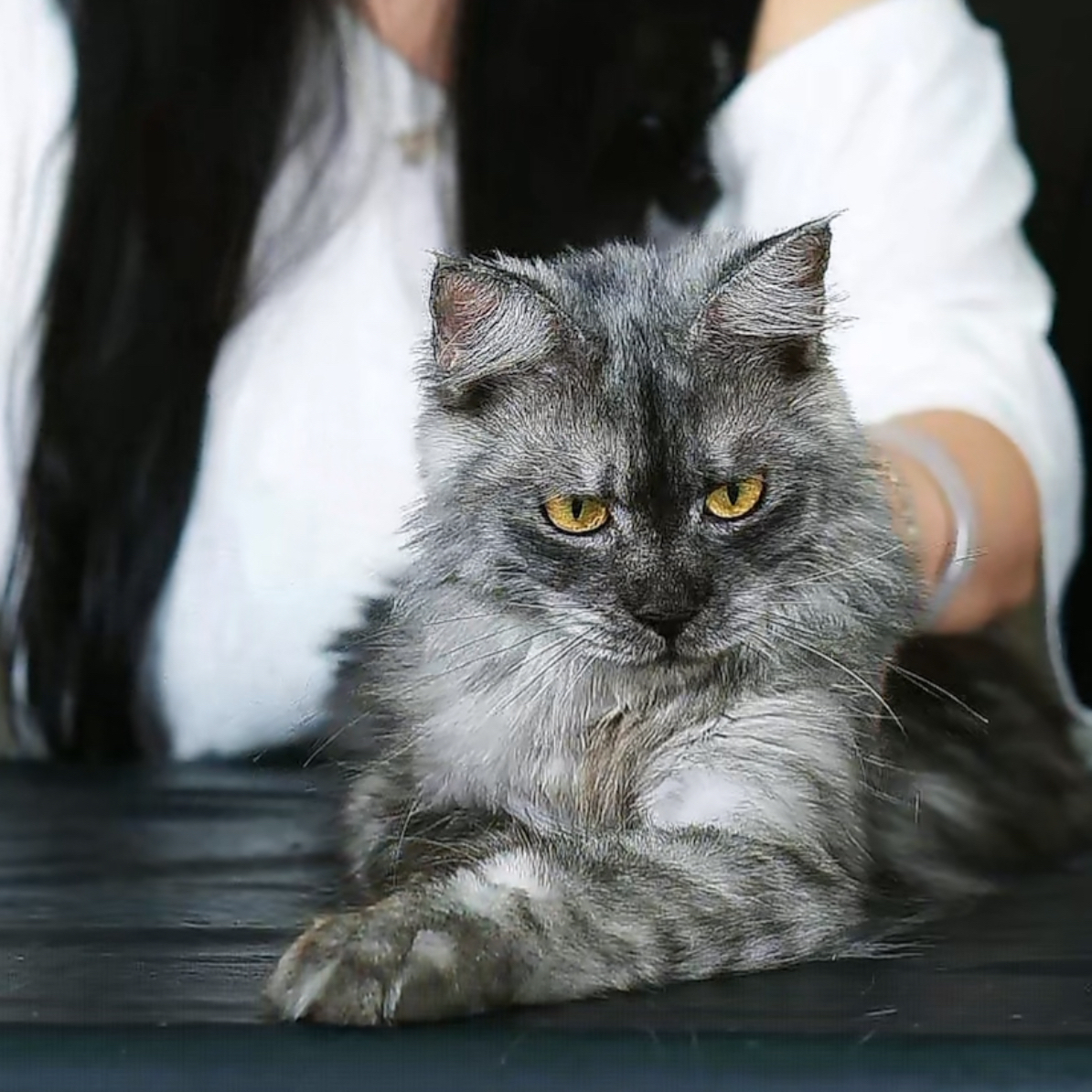 烟灰色缅因猫妹妹，四个半月，钱多多缅因猫