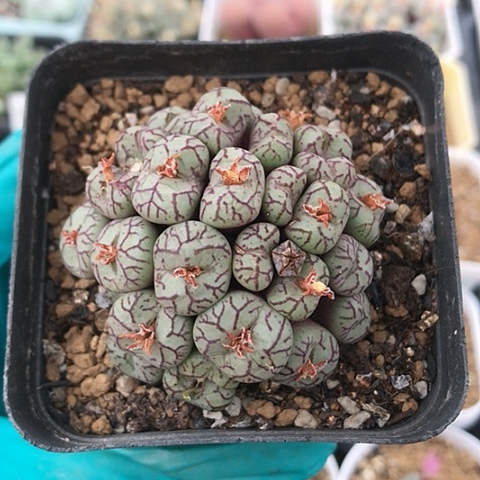 多肉肉锥 28头紫纹姬