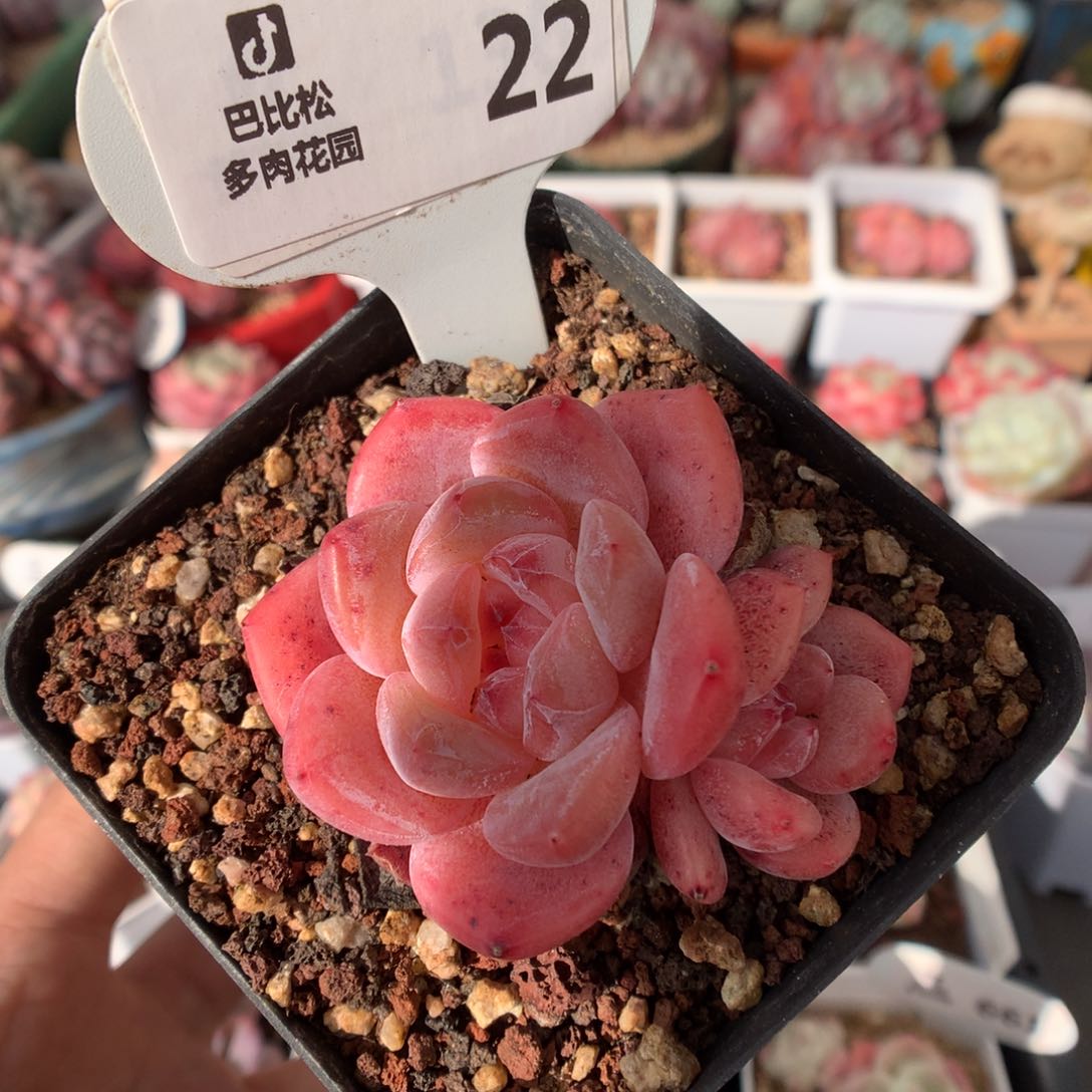 22太妃糖多肉植物福利