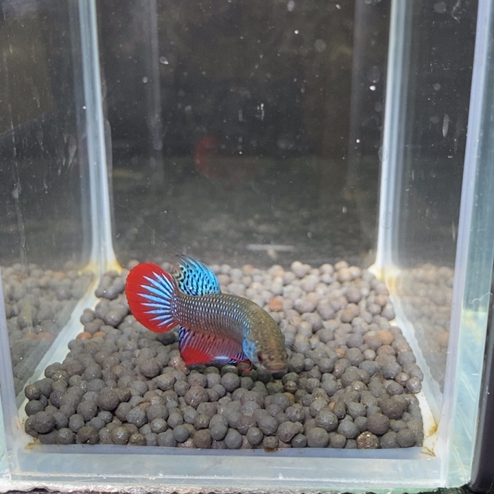 斗鱼泰国斗鱼276号