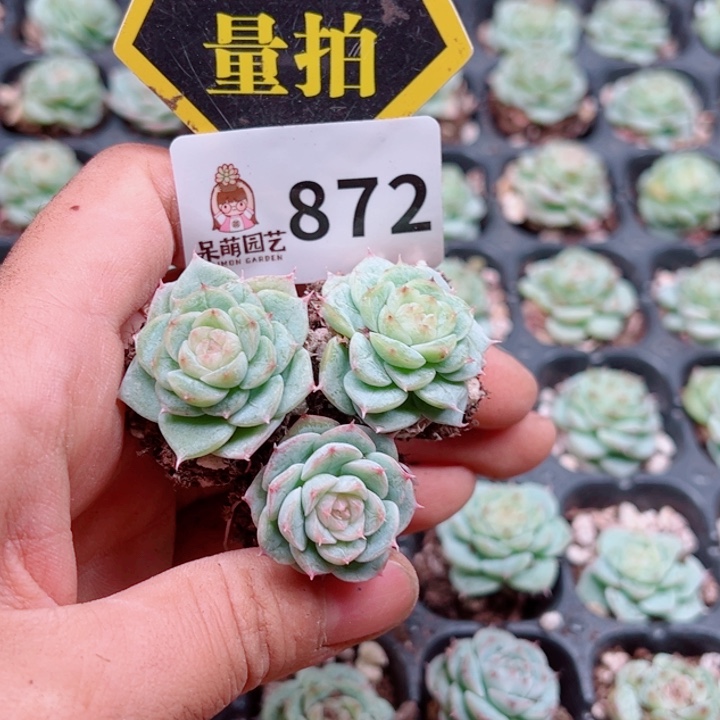 多肉植物多肉植物