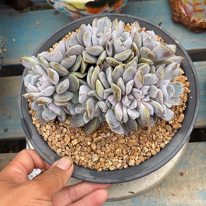 多肉植物一物一拍