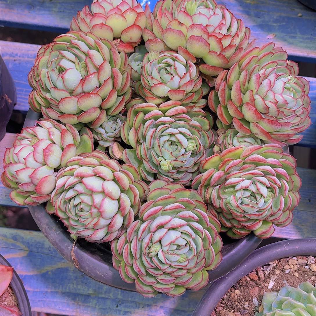 淡***1梦幻玫瑰Ａ578号一颗一物一拍