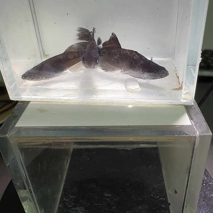 青鳉鱼一物一拍227