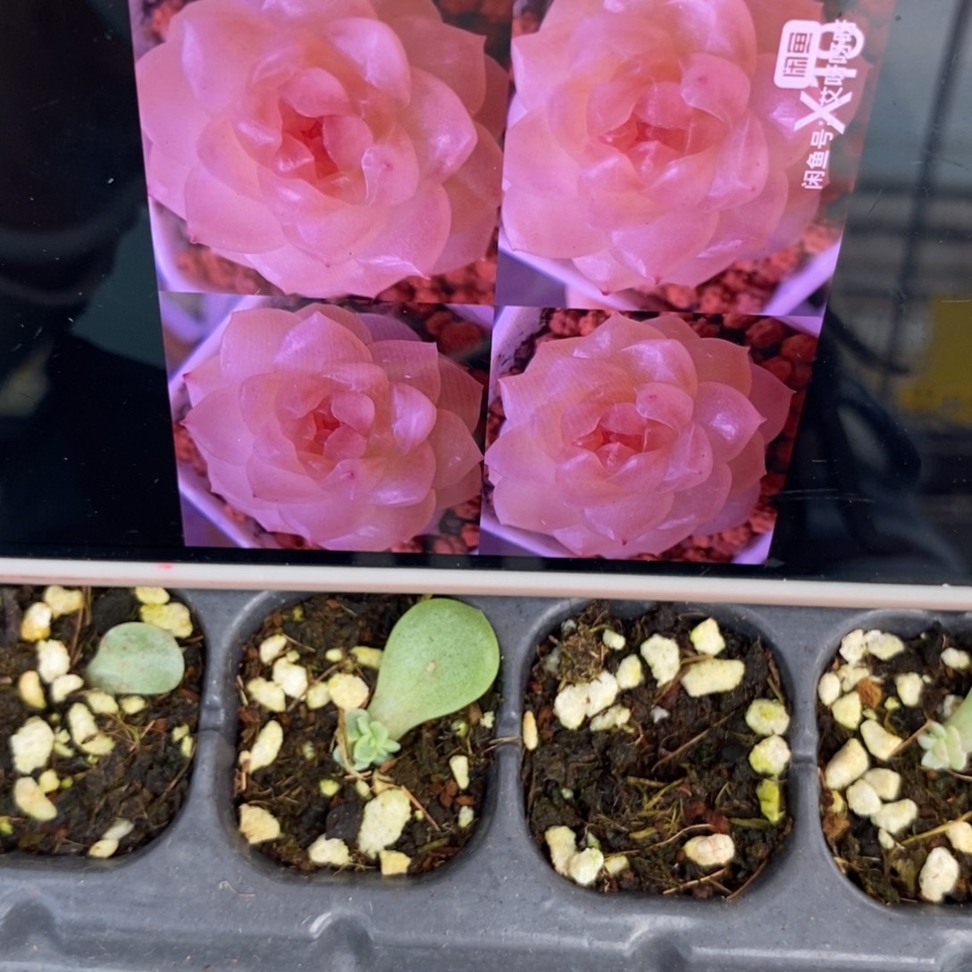 标1653芷尧x19芽苗一个