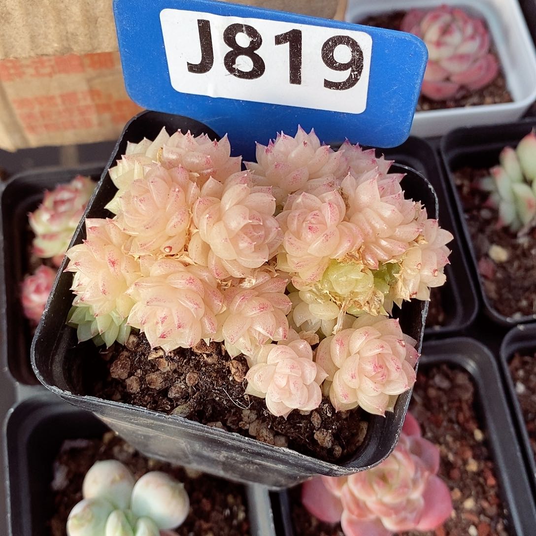 茶*麦秆7cm不包整群