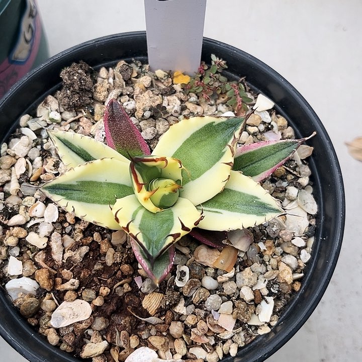 龙舌兰龅牙50号一物一拍