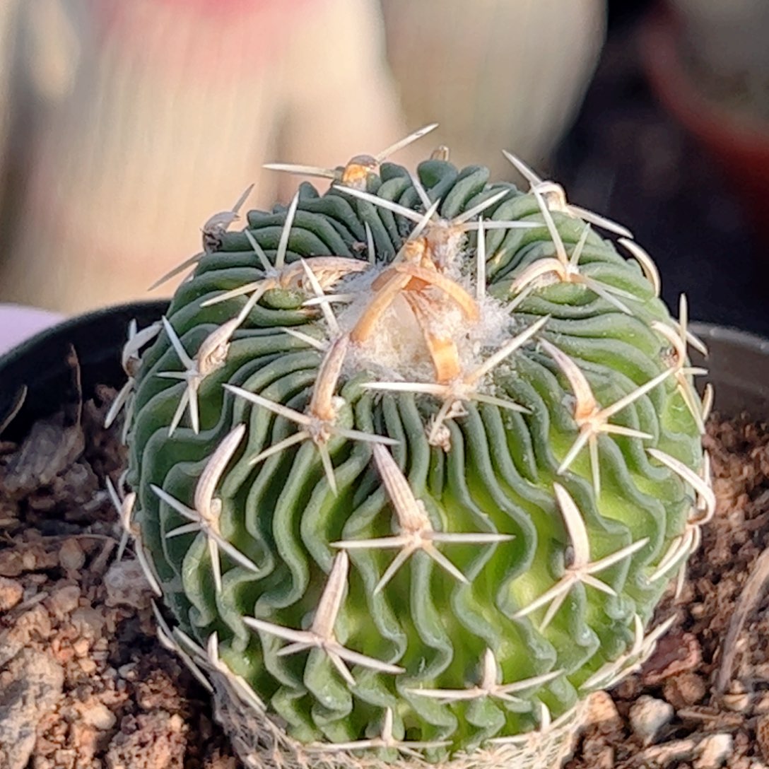 实生 短刺太刀岚