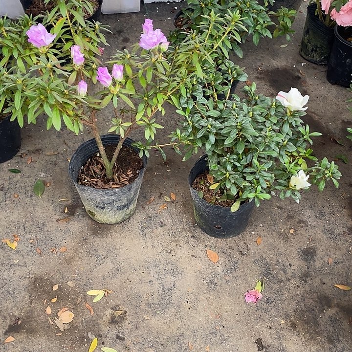 野***肯杜鹃花岸牡丹，五宝绿珠