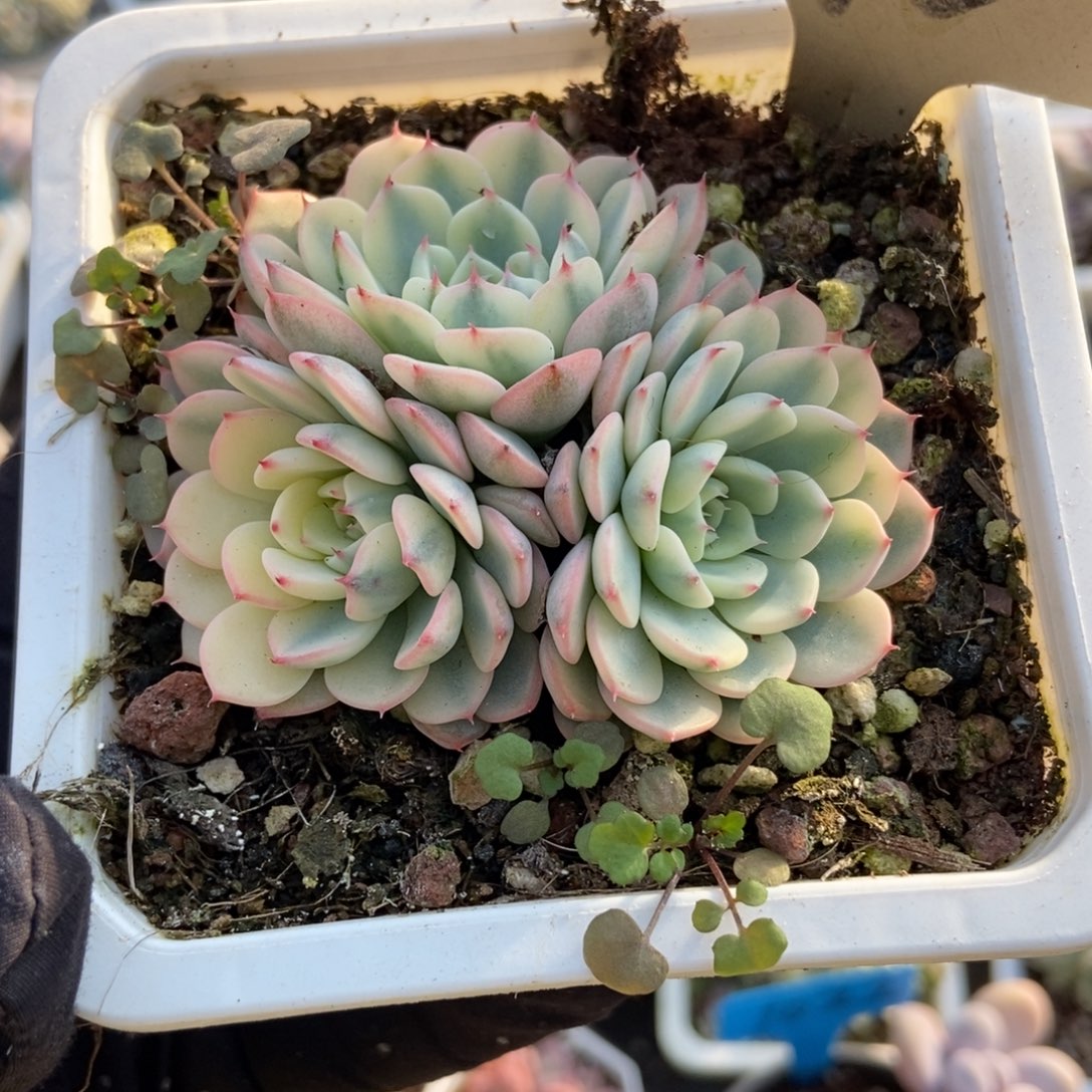 696忌廉锦多肉植物386