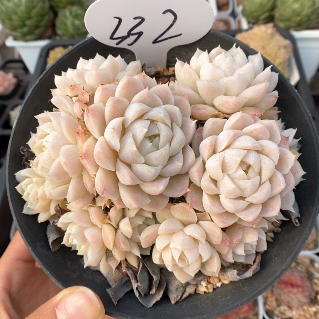 白月影群生332号。 