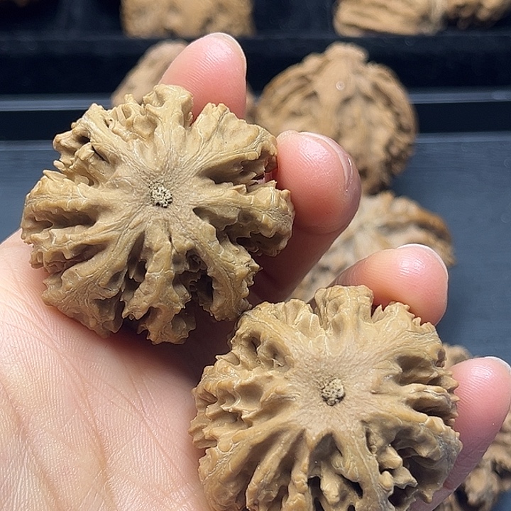 木质类秦岭突突突突突突突