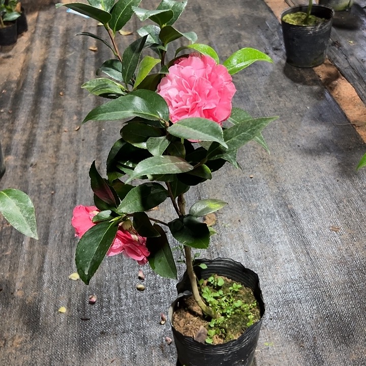 大部分花苞少量开放，伊莎安妮