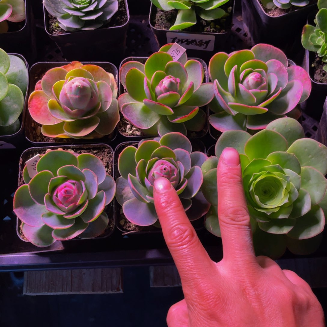 我****姐黄帕打包5颗加一颗血樱875号