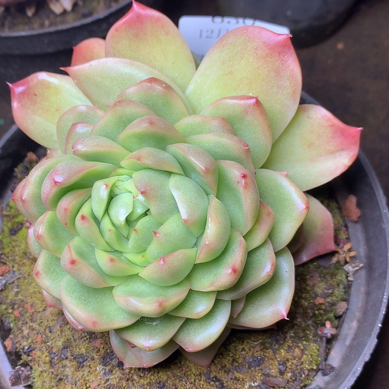 【闪购商品】云631号