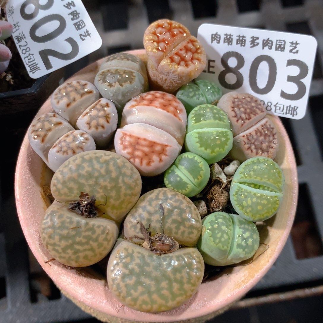 5CM拇指盆精控多肉ZE803