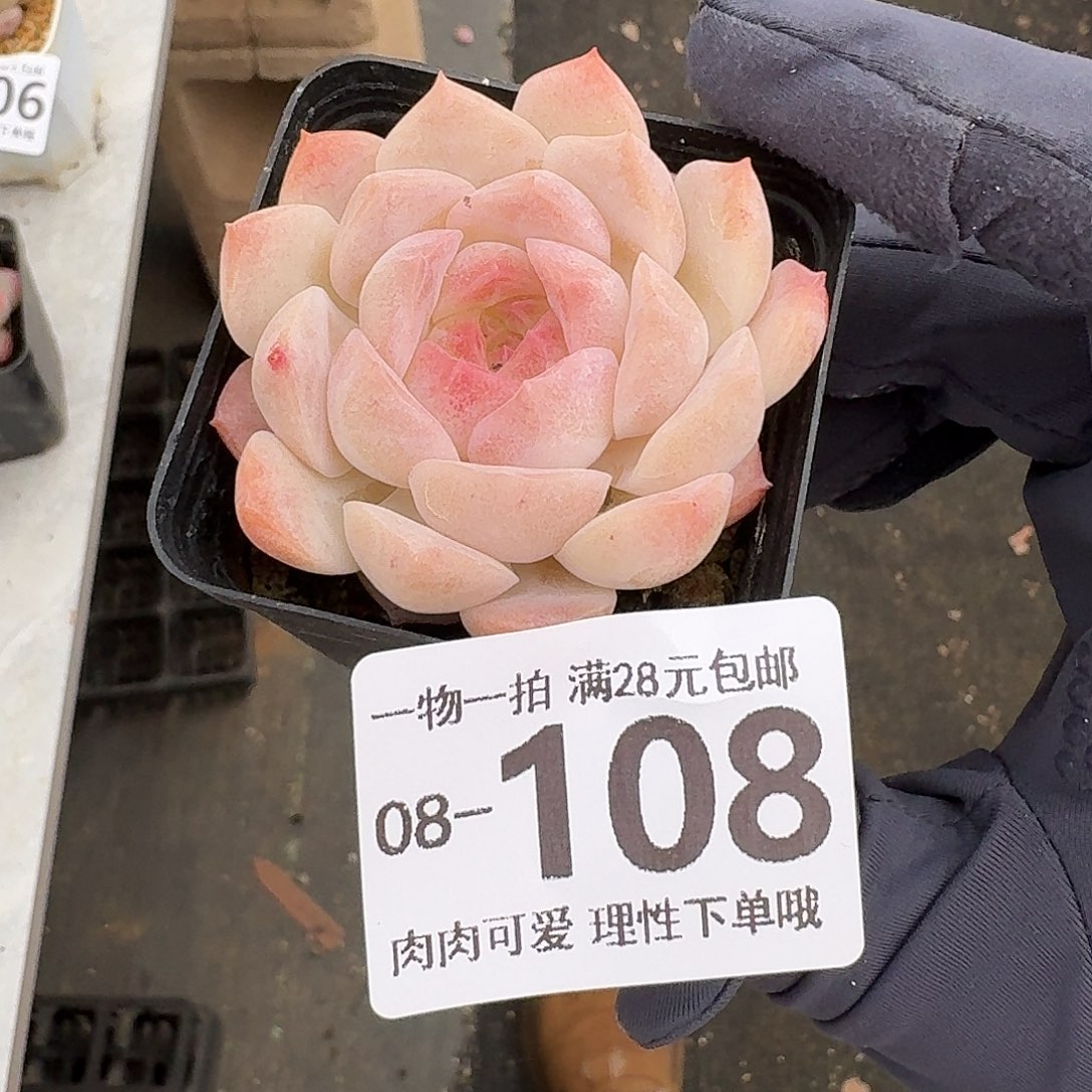 梦幻泡影无盆土发货无