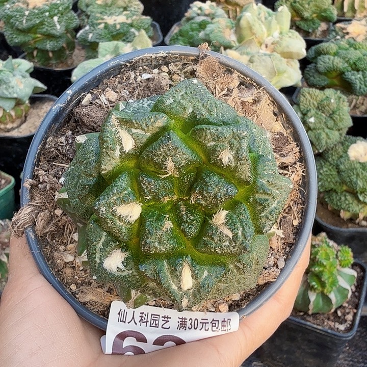 无花朵631螺旋龟甲连山牡丹