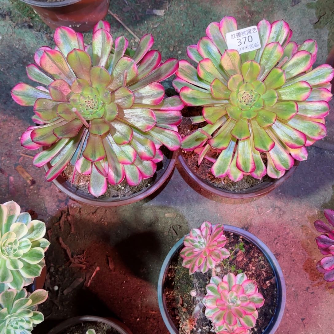 祝融法师多肉370